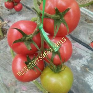 賓利517F1【早秋，越冬，早春，抗葉斑粉果】